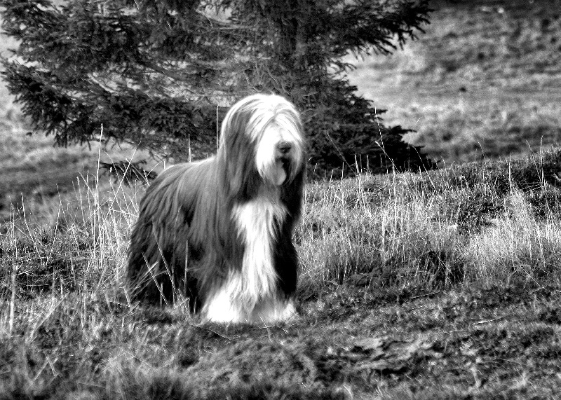 En noir et blanc des Emeraudes du Lac