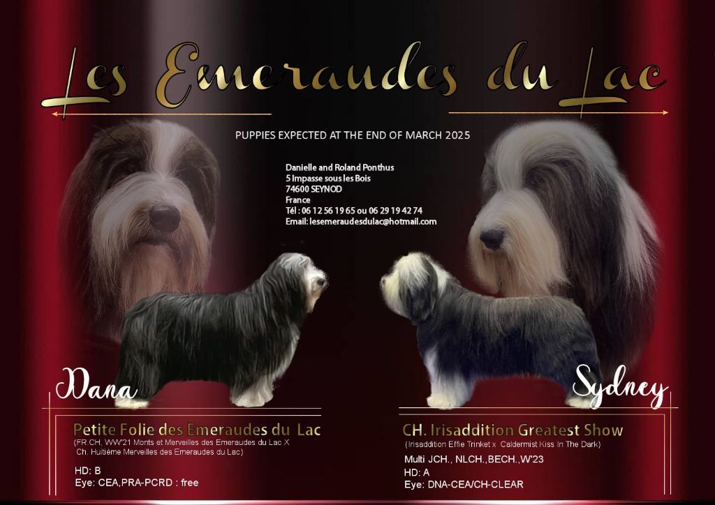 Chiot Bearded Collie des Emeraudes du Lac