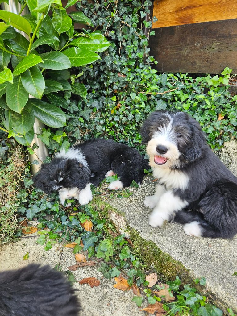 Chiot Bearded Collie des Emeraudes du Lac