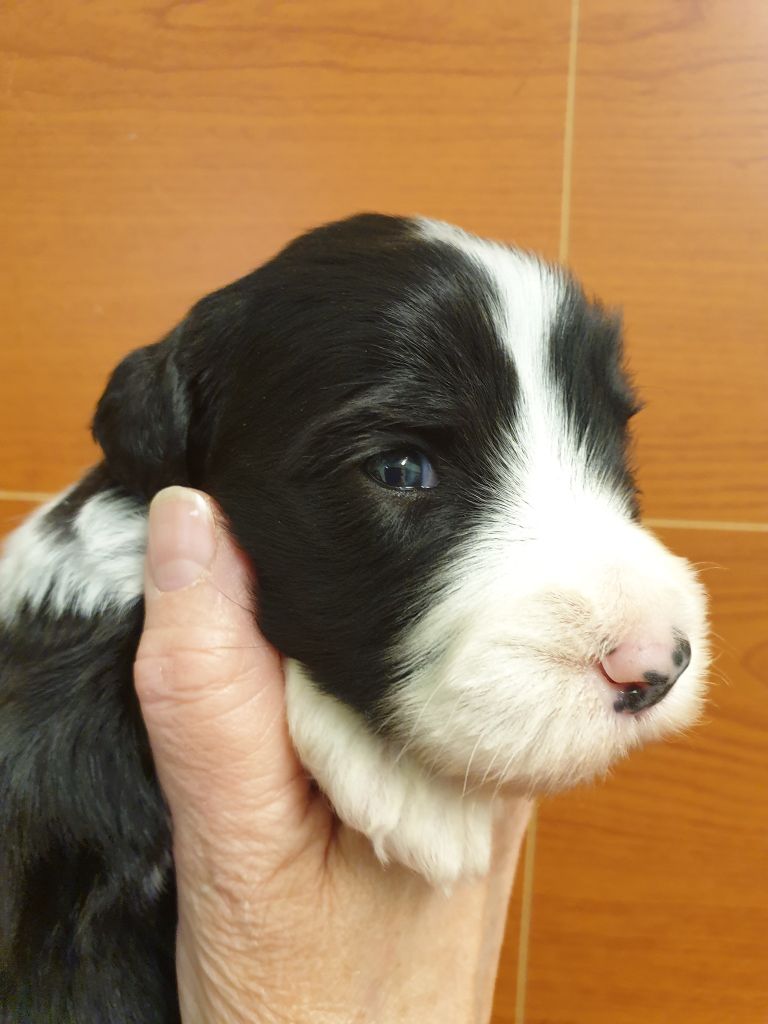 des Emeraudes du Lac - Chiots disponibles - Bearded Collie