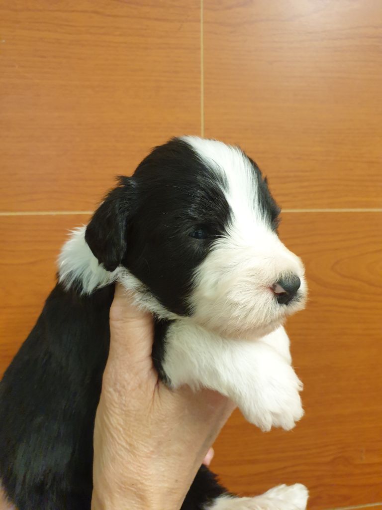 des Emeraudes du Lac - Chiots disponibles - Bearded Collie