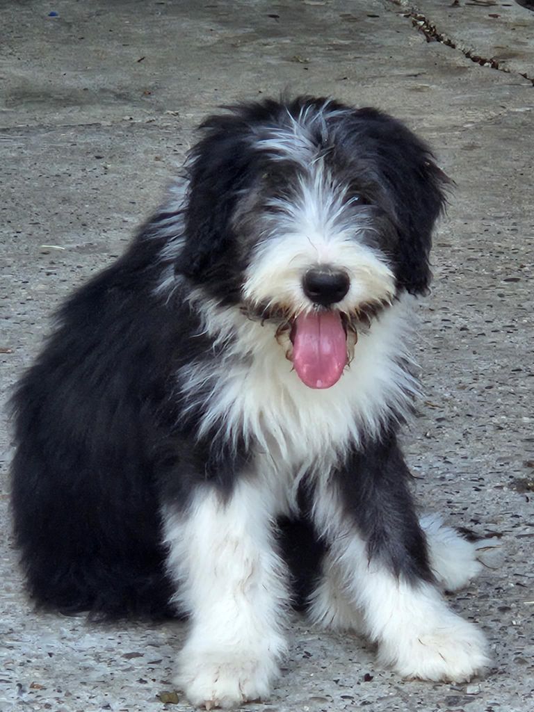 des Emeraudes du Lac - Chiots disponibles - Bearded Collie