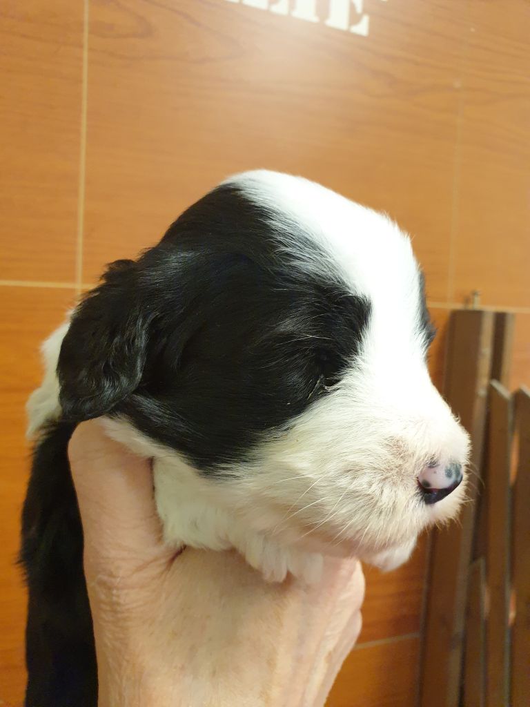 des Emeraudes du Lac - Chiots disponibles - Bearded Collie