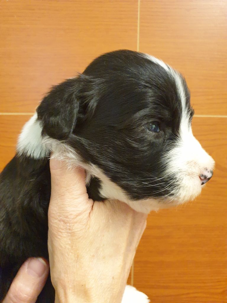 des Emeraudes du Lac - Chiots disponibles - Bearded Collie