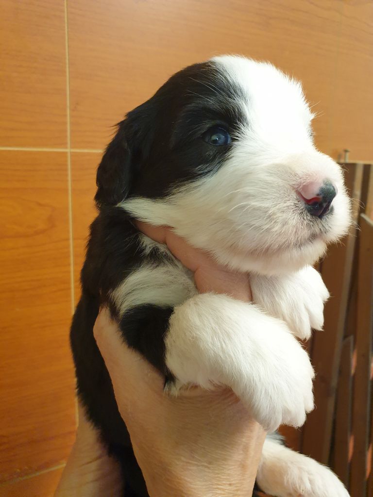 des Emeraudes du Lac - Chiots disponibles - Bearded Collie