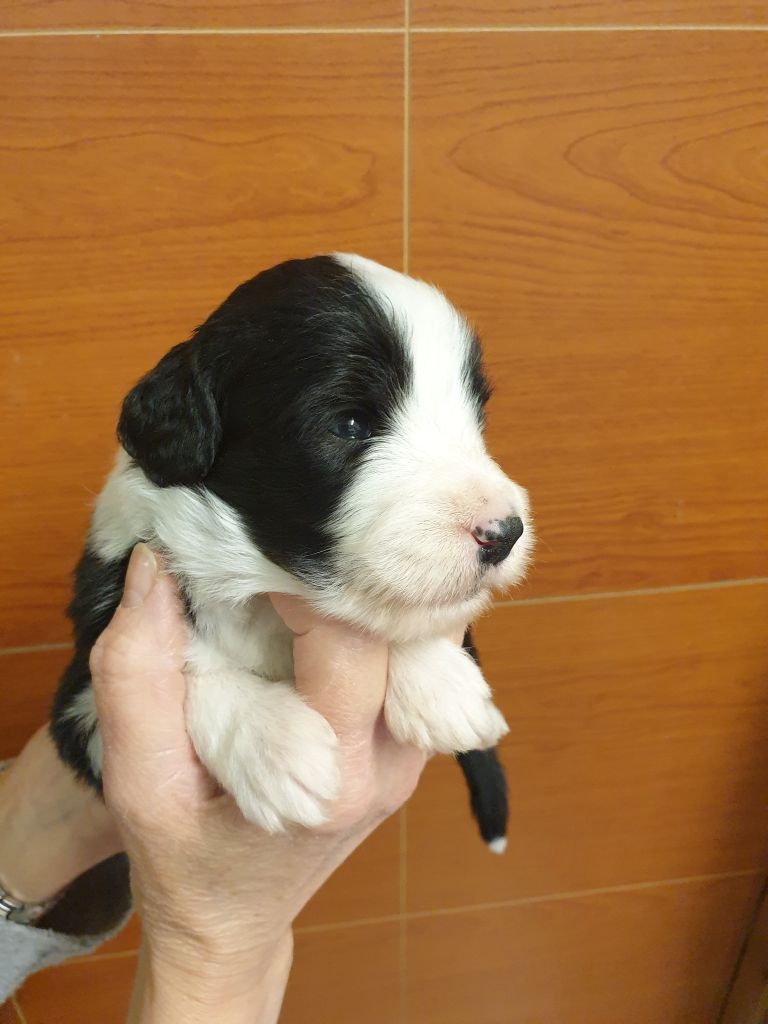 des Emeraudes du Lac - Chiots disponibles - Bearded Collie