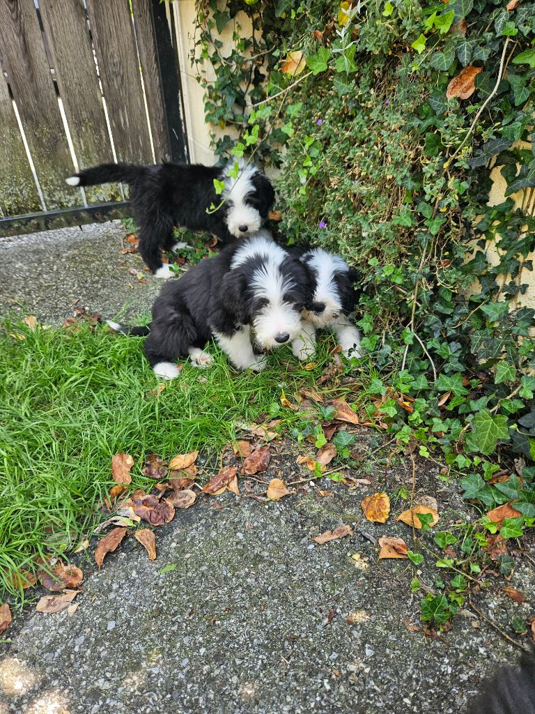 des Emeraudes du Lac - Chiots disponibles - Bearded Collie