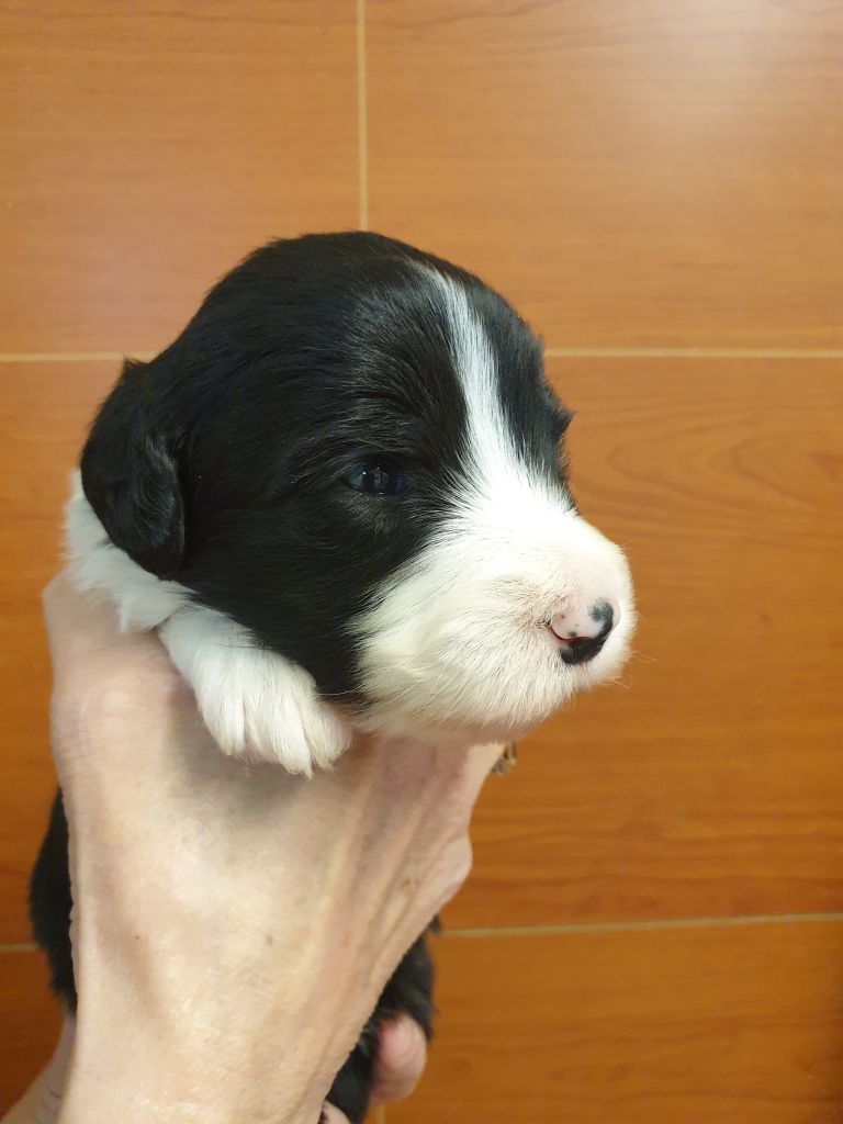 des Emeraudes du Lac - Chiots disponibles - Bearded Collie