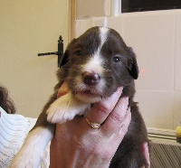 CHIOT