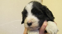 CHIOT