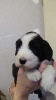 CHIOT