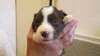 CHIOT