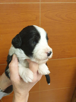 CHIOT 1