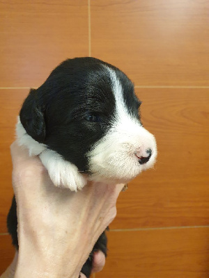 CHIOT 2