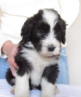 CHIOT