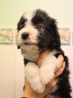 CHIOT