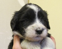 CHIOT