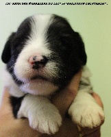 CHIOT