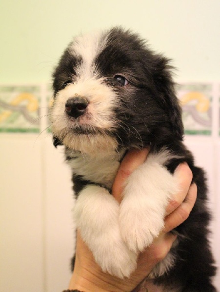 des Emeraudes du Lac - Bearded Collie - Portée née le 19/10/2015
