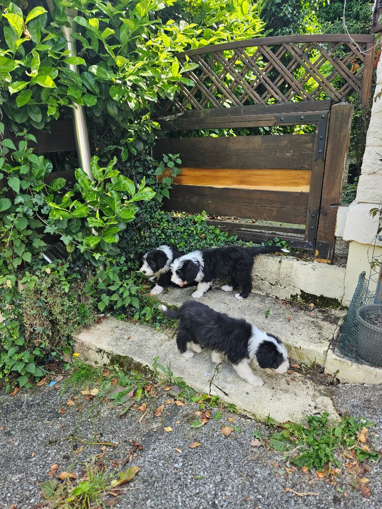 des Emeraudes du Lac - Chiots disponibles - Bearded Collie