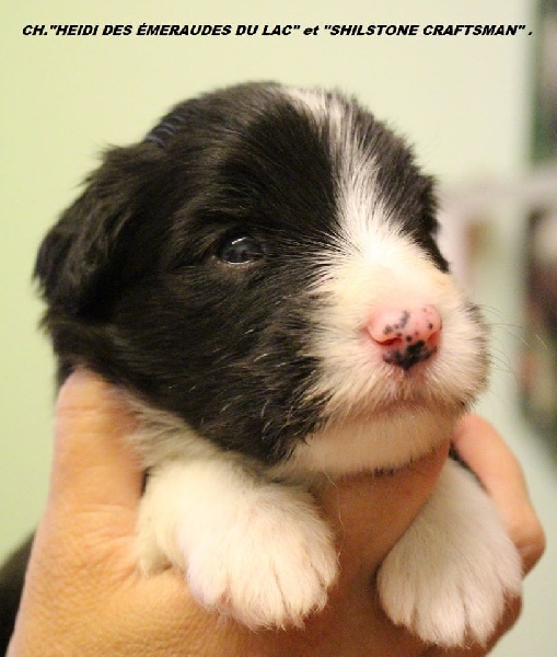 des Emeraudes du Lac - Bearded Collie - Portée née le 08/08/2016