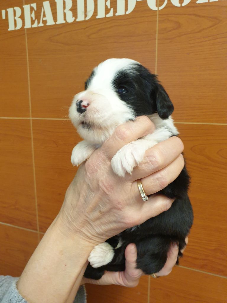 des Emeraudes du Lac - Chiots disponibles - Bearded Collie