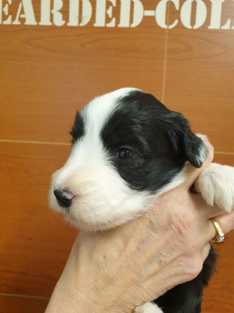 des Emeraudes du Lac - Chiots disponibles - Bearded Collie
